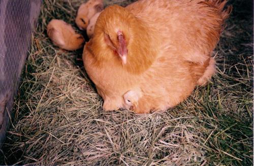 Hvor mange dager forbruker høna egg