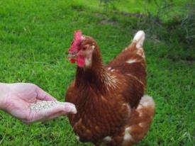 Slik spiser legg høner: kosthold og fôring