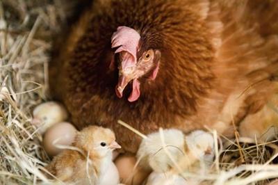 hvor lenge forbruker høna egg