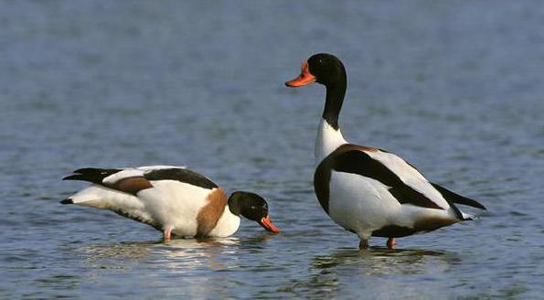 Shelduck duck