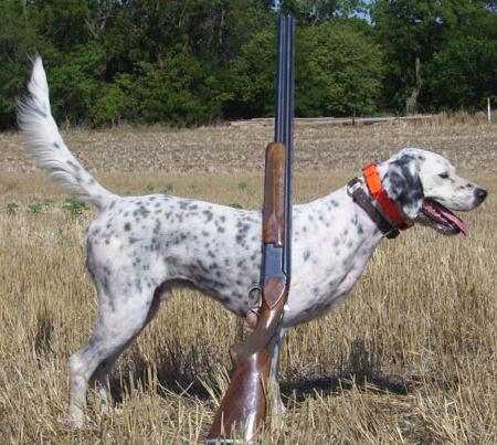 Engelsk Setter. Hunting dog setter. Oppdrettsbeskrivelse