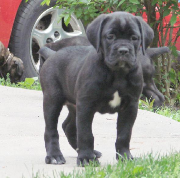 For de som ønsker å få en Cane Corso: En beskrivelse av rasen