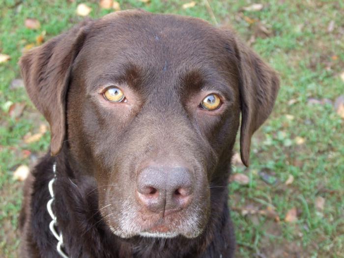 rase karakteristisk labrador