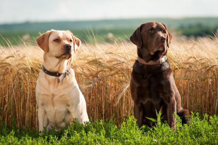 labrador rase egenskaper vurderinger