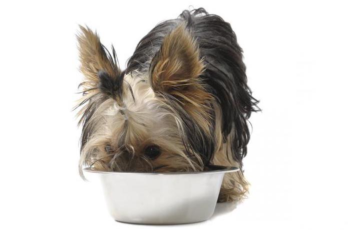  yorkshire terrier hvor mange ganger å mate