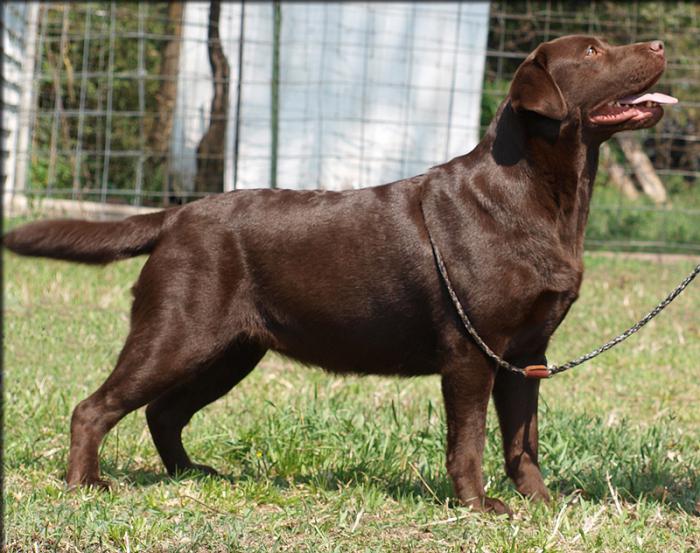 sjokolade labrador