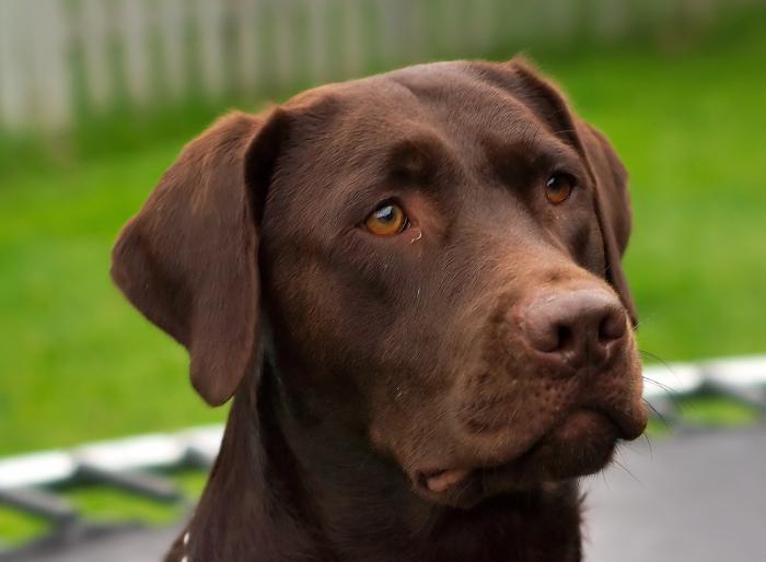 Labrador sjokolade: funksjoner, egenskaper, foto