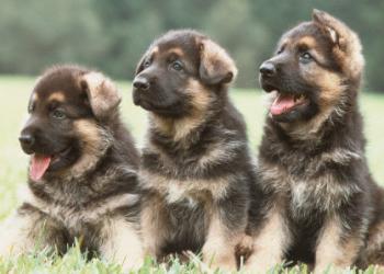 Puppy German Shepherd. Ernæring og omsorg