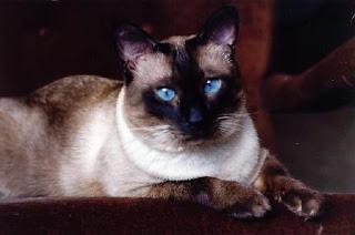 Siamese katter