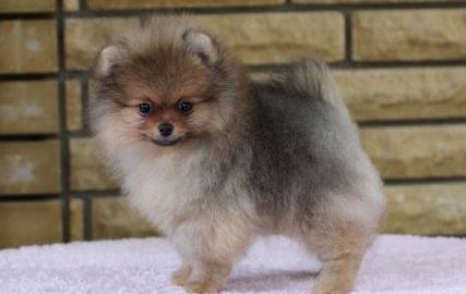 Hvor mye er Pomeranian Spitz i Russland