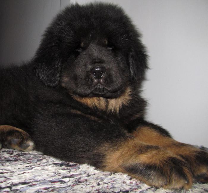 Tibetansk mastiff stor