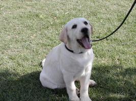 Labrador Dog: Breed Species and Pet Care