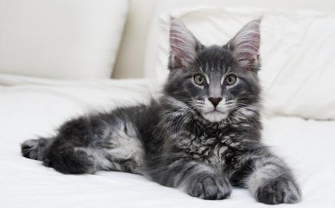 Maine Coon rase