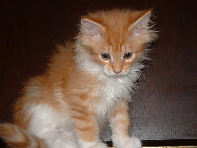 maine coon kattunger