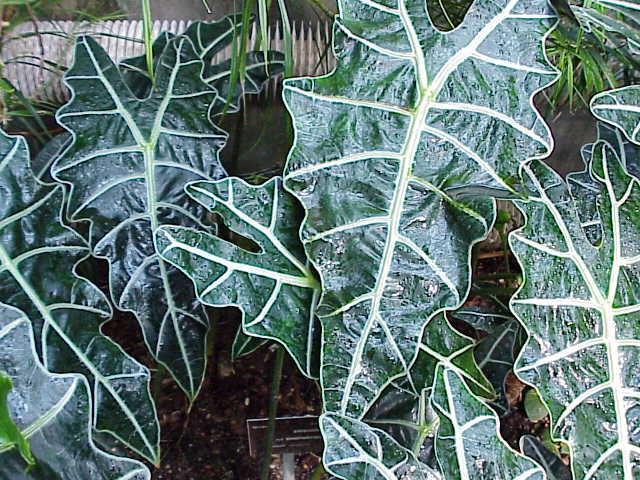 Alocasia blomst