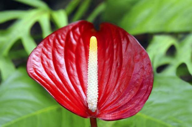 Anthurium: Transplantasjon hjemme og omsorg