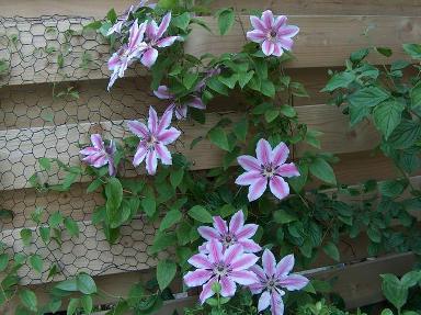 Clematis blomst - den mest populære ornamental klatring liana