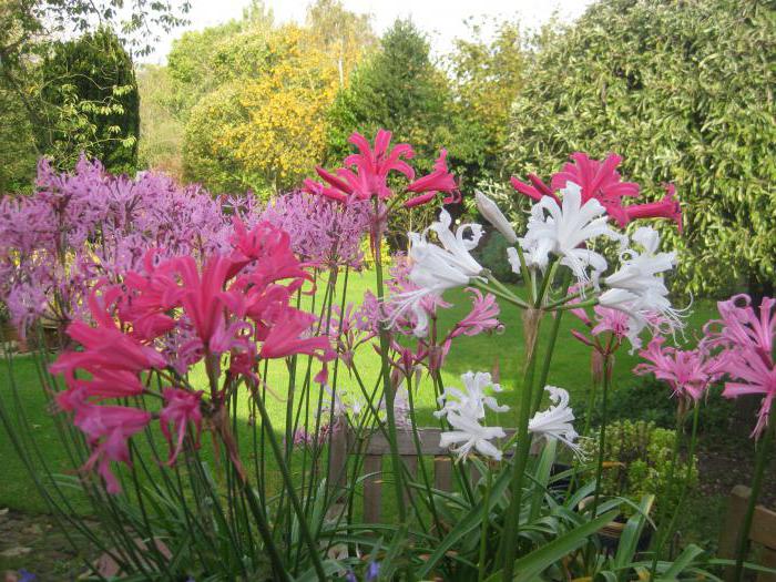 Nerine landing og omsorg i det åpne bakken 