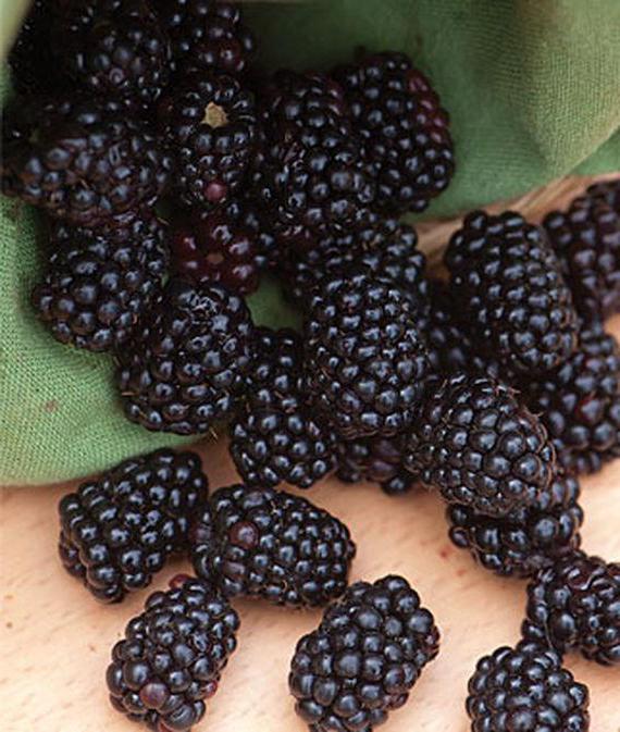 Blackberry Triple Crown: beskrivelse av cultivar, foto, egenskaper av dyrking