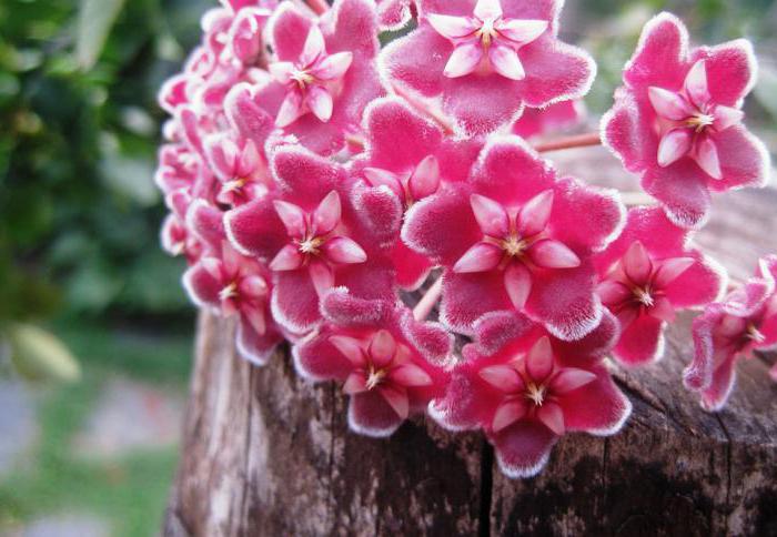 Flower hoya problemet med veksten