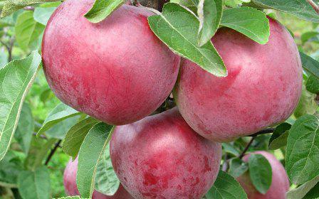 Imant, eple-tre: beskrivelse av sorten og bildet
