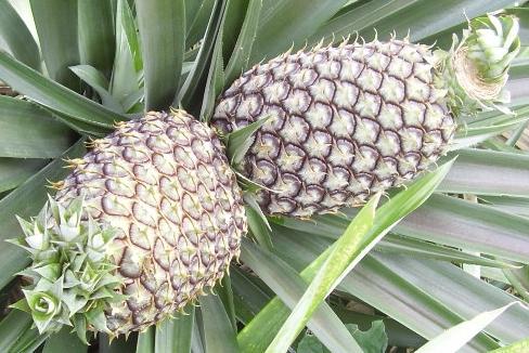 Hvordan vokse ananas hjemme: tips til gartnere