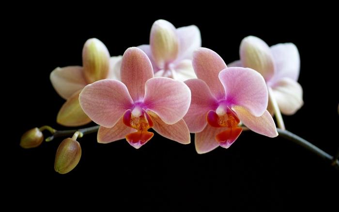 Hvordan vokse orkideer hjemme? Hemmeligheter i omsorg for disse utsøkte blomstene