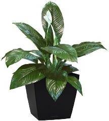 Hvilke houseplants som ikke krever lys, velg?