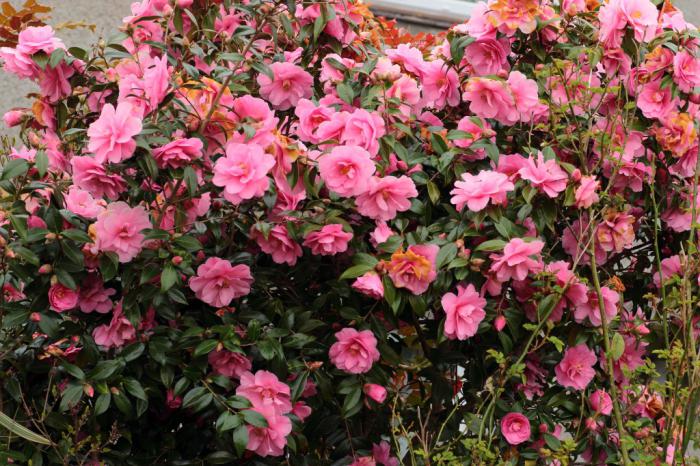 Camellia hage planting og omsorg