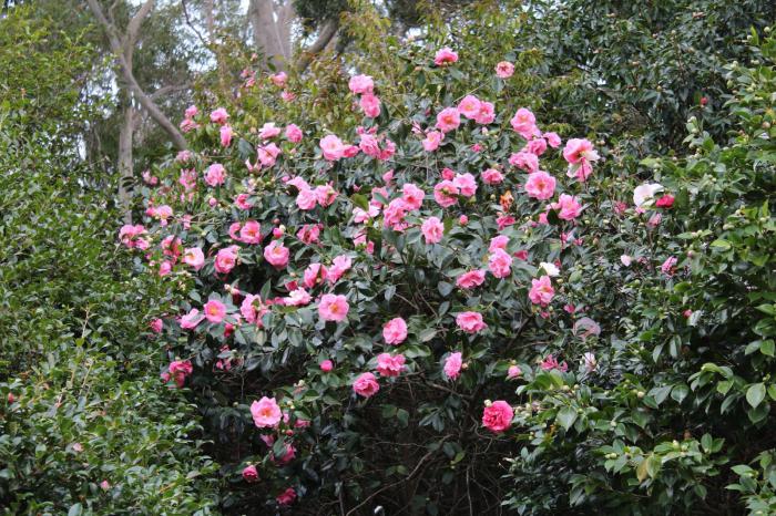 Camellia japansk hage