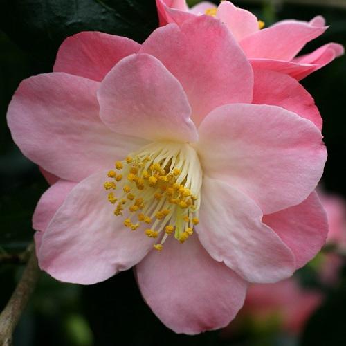 Camellia japansk - blomstrende skjønnhet