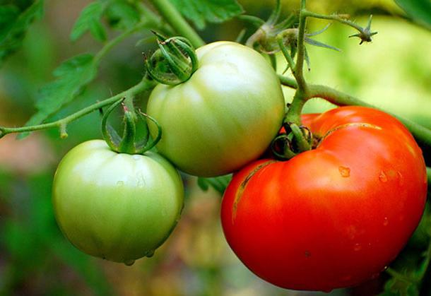 Når skal du plante tomatplantene i det åpne bakken