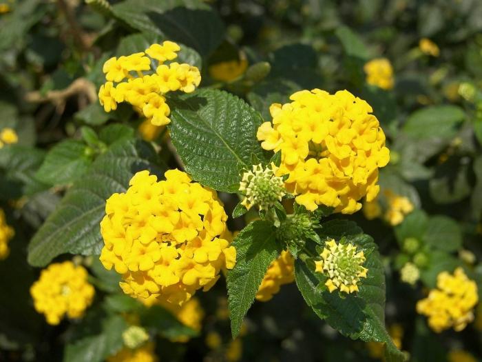 Lantana - en blomst som trives med øyet