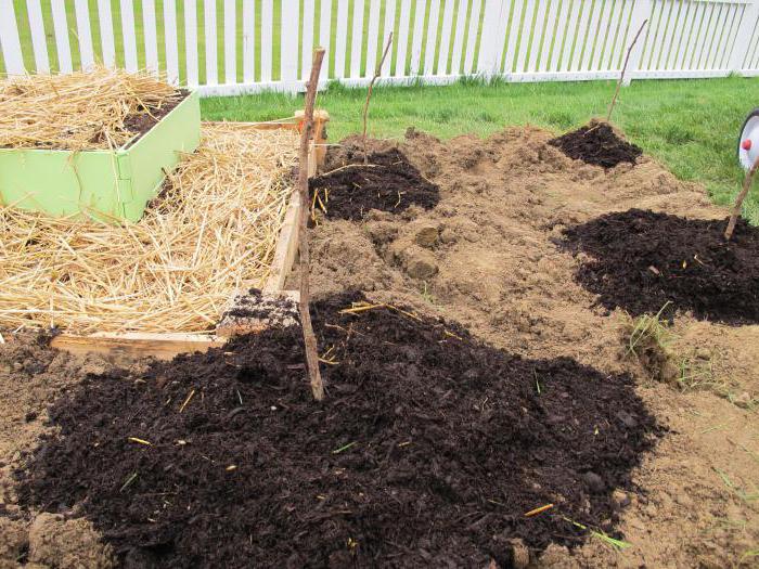 Planting et crimson Tarusa-tre på våren 