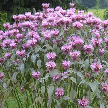 Monarda - vokser en plante