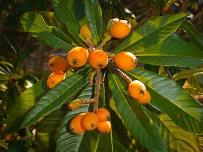 medlar hjemme