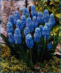 Muscari. Planting og omsorg