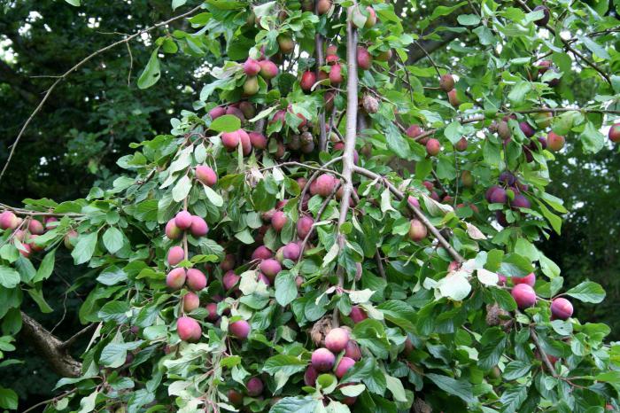 Beskjære plommer på våren etter planting 