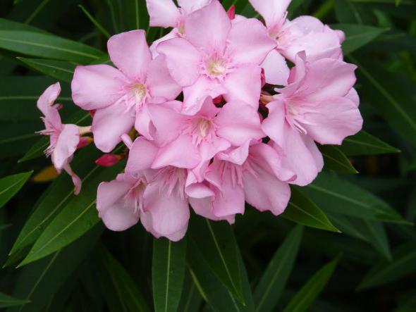 oleander beskjæring