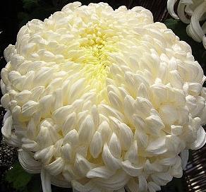 Chrysanthemum planting i høst: tips fra fagfolk