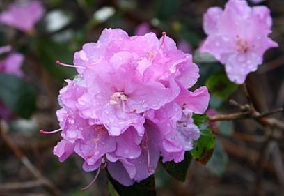 Rhododendron husly