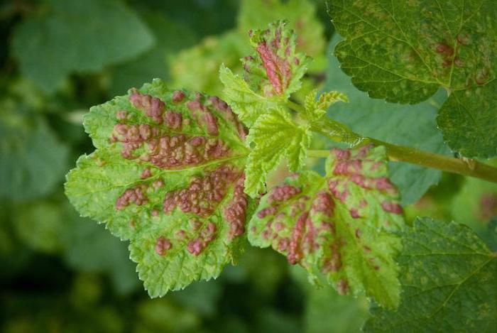 Pink Currant: beskrivelse av varianter, særegenheter av dyrking og anmeldelser