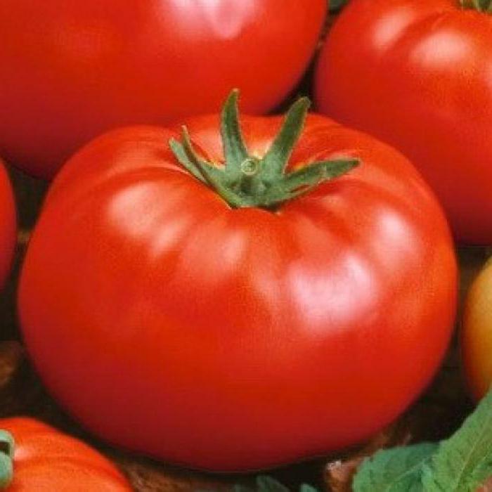 Tomat-tykk Jack: Variety Description