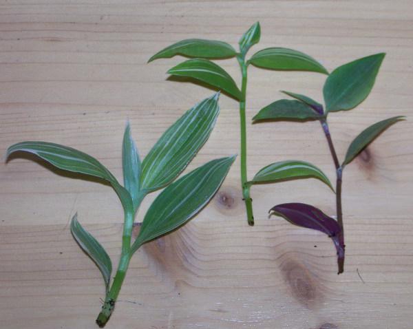 Tradescantia blomst