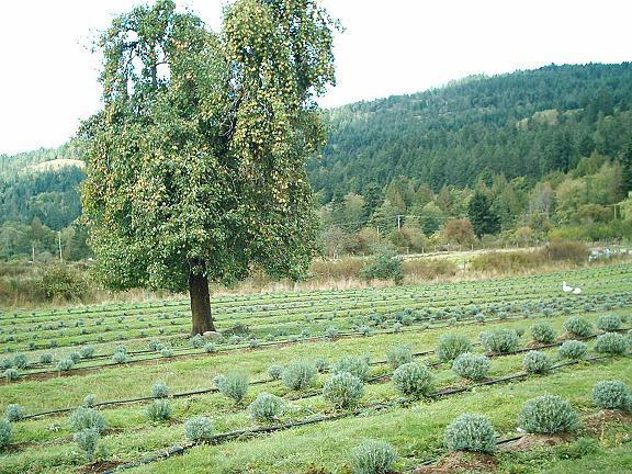 pære skog skjønnhet отзывы