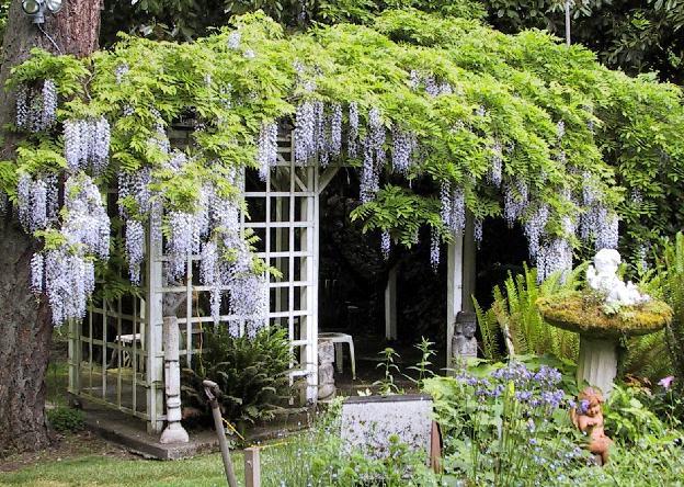 Flott blomst - blåregn! Planting og omsorg