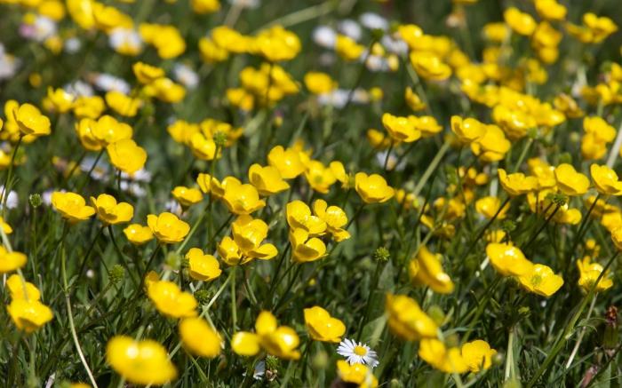 Vet du hvorfor den gule engblom ble kalt buttercup?