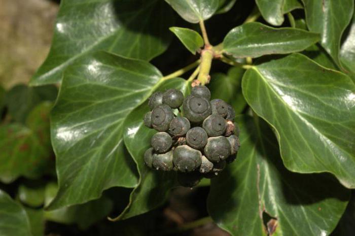 Grow ivy. Blomster i huset: Ivy vanlig. Foto, pleie og dyrking hjemme