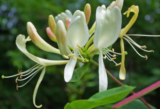 Honeysuckle caprylic: planting og omsorg