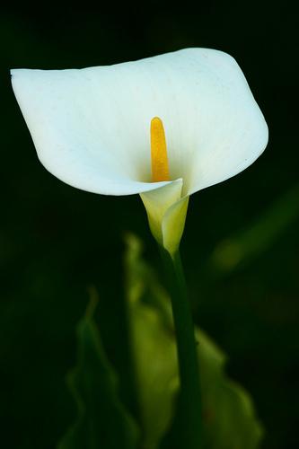 blomster av døden